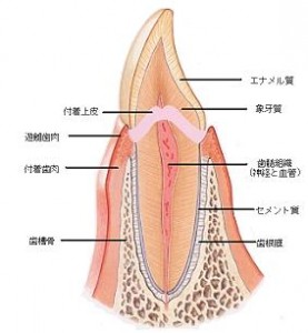 sisyuusosiki2
